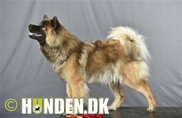 Fredagsquiz: Hvad ved du om eurasier