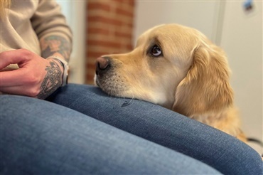 Lad din hund forbedre din livskvalitet
