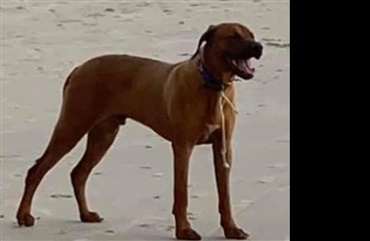 Ridgeback mangler sin ejer