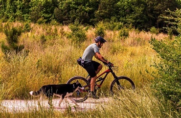 12 tips til cykelturen med hunden