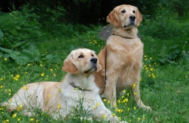 Forst&aring;r din hund egentlig hvad du siger