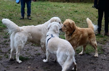 Se billederne: Dejlig juletr&aelig;sfest for golden retriever