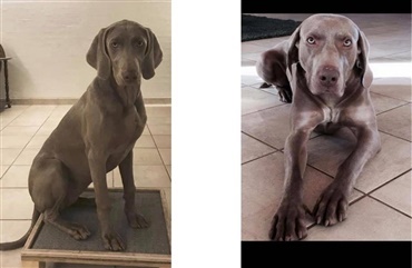 Lise Lotte Christensen: Weimaranere kan v&aelig;re stj&aring;let