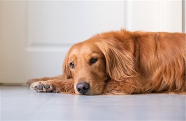 Tr&aelig;n Fido, f&oslash;r han skal v&aelig;re alene hjemme, og undg&aring; en trist hund