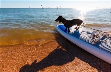 Pas p&aring; Leishmaniasis, hvis din hund skal ud at rejse