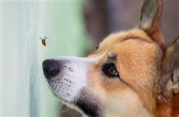 Hvepses&aelig;son: S&aring;dan passer du bedst p&aring; din hund