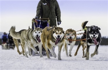 Dansk fotograf vinder i verdens største hundefotokonkurrence