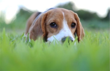 Hjernetumorer hos hunde