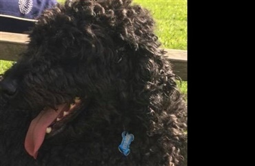 Hund v&aelig;k i &Oslash;lgod