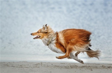 Menneskestress avler hundestress 