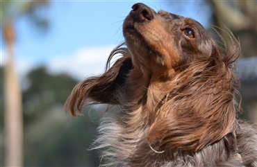 Hvorfor har nogle hunde h&aelig;nge&oslash;rer? 