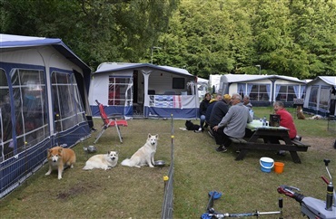 De bedste r&aring;d til camping med hund