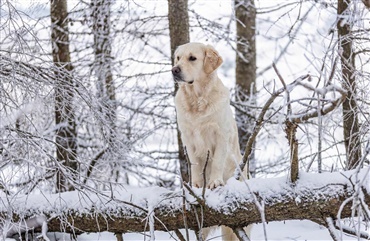 Beskyttelse af hundens poter i sne og frost