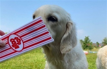 Se billederne: Sk&oslash;nt hundepoolparty