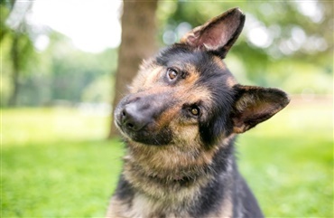 Hunde er gode til at h&oslash;re deres navn