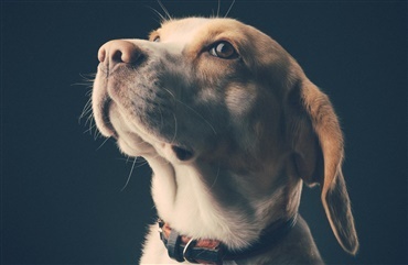 Hunde kan lugte menneskestress