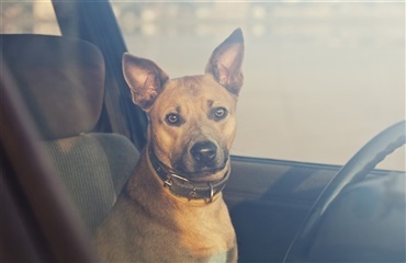 Hvis du finder en hund i en sommervarm bil...