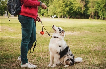 Hundebane smadret af biltosser