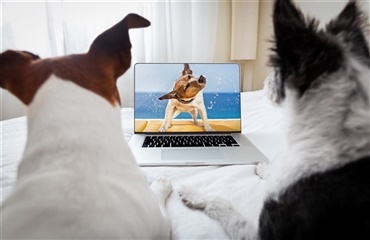 Det får hunden ud af at se TV