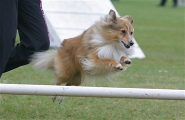 Hundepræstationer godkendt af Guinness World Record