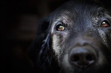 Antioxidanter kan virke mod demens hos hunde