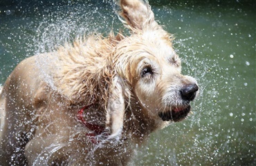 Hvorfor lugter en v&aring;d hund s&aring; d&aring;rligt?