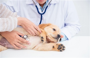 Persisterende ductus arteriosus hos hunde