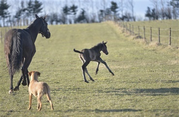 Heste og hunde forst&aring;r hinandens legesprog