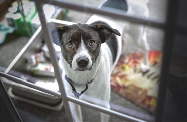 S&aring;dan forebygger du nyt&aring;rsangst med korrekt hundetr&aelig;ning