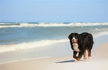 Hund reddede to fra druknedøden