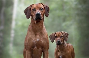 HUNDEN: Det g&aring;r du glip af, hvis du ikke er medlem