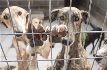 Galgo espanol: En spansk jagthund i knibe