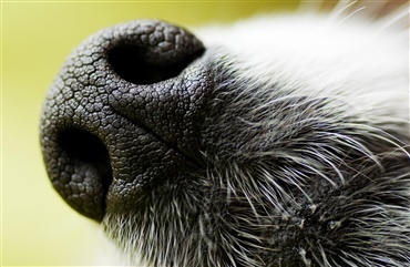 Hunde tr&aelig;nes til at opsnuse Covid-19