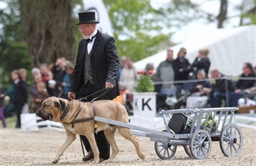 Broholmere som "præmiehunde"