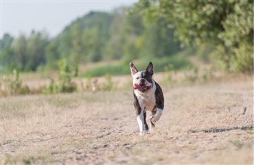 Kom s&aring; her, hund