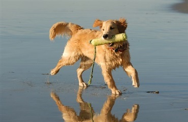 Fra i morgen må hunden løbe løs på standen