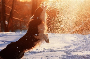 Kulde og sne: Skal hunden have overt&oslash;j p&aring;?