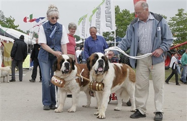 Hunde på Store Hestedag