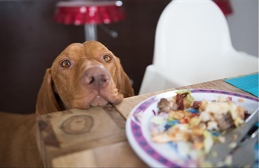 Hunde skal ikke spise madrester