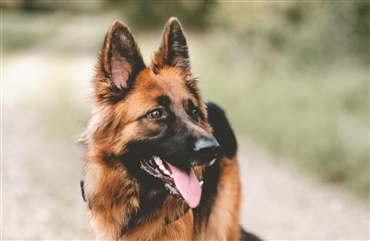Sch&aelig;ferhund reddede miniaturehest fra voldsm&aelig;nd