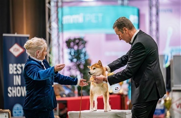 Stort &oslash;jeblik for Shiba Inu i Dortmund