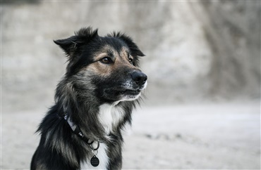 H&oslash;js&aelig;son for tordenvejr: S&aring;dan hj&aelig;lper du bedst din hund gennem bragene 