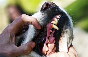 Få din hunds tænder tjekket gratis