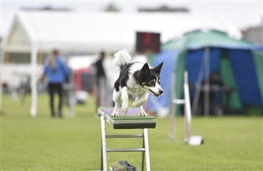 Se billederne: 500 hunde til agility i Aarhus