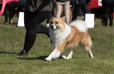 Kampen for Islands nationalhund