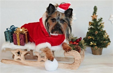 Din julehund