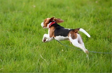 Hunden.dk vil hj&aelig;lpe med at finde forsvundne hunde