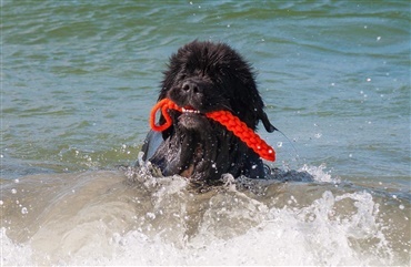 Din hund vil faktisk gerne redde dig