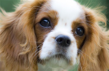 KU-SUND s&oslash;ger cavalier king charles spaniels til projekter