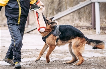 Smart: Hundetr&aelig;ning skal forhindre h&aelig;rv&aelig;rk